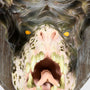 Deathclaw Wall Mount